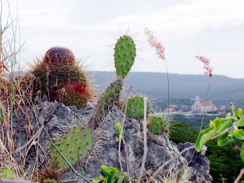 Expedia - Curacao (5)