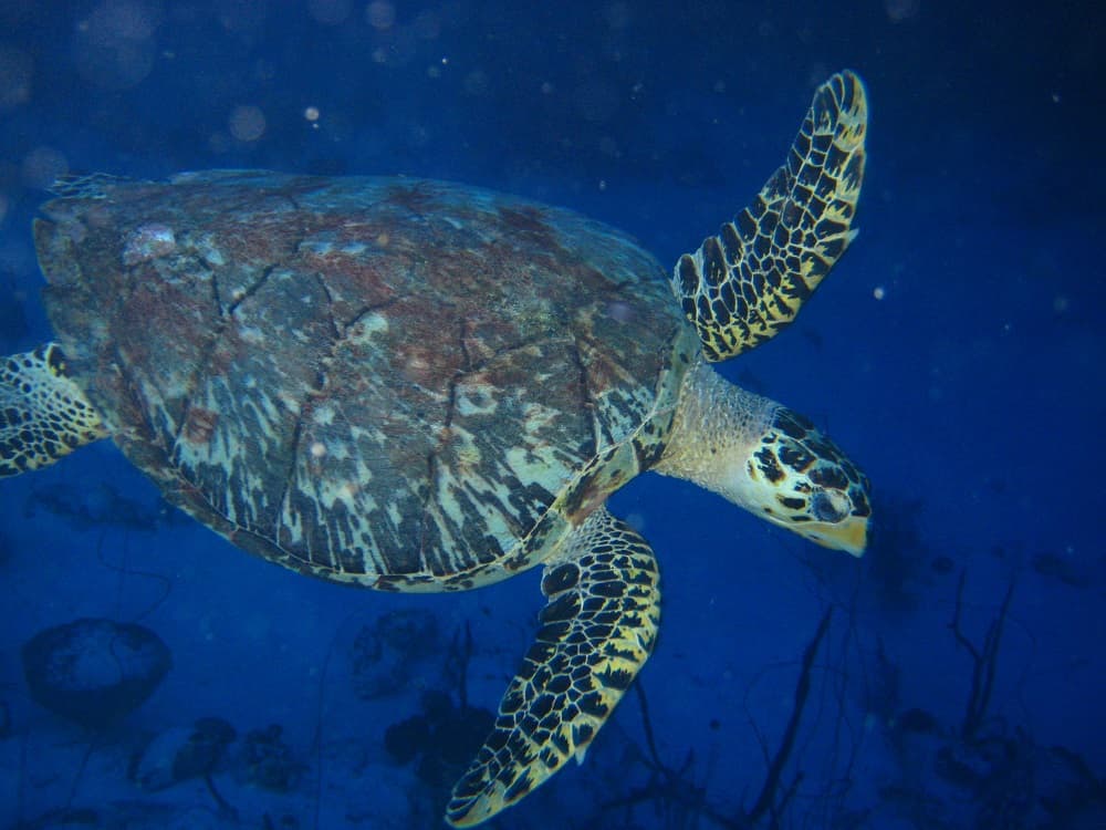 Expedia - Curacao (7)
